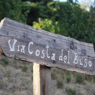 Costa del buso cru vineyard
